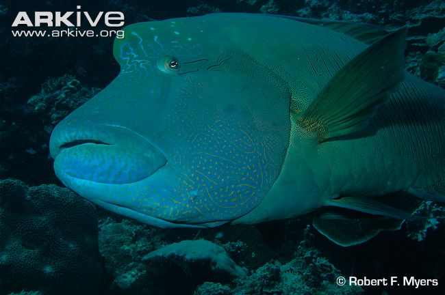 Humphead Wrasse swimming in reef. Photo Credit: Robert F. Myers