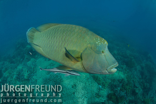 Napoleon Wrasse interacting with another fish
