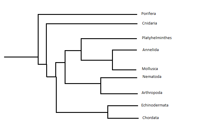 Phylogenetic tree#2