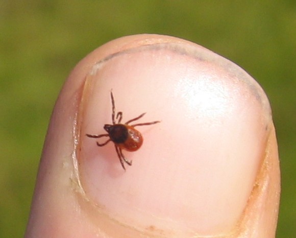 Figure 1. Deer tick, Ixodes scapularis. Image free to share from http://commons.wikimedia.org/wiki/File:Deer_Tick_-_geograph.org.uk_-_105508.jpg.
