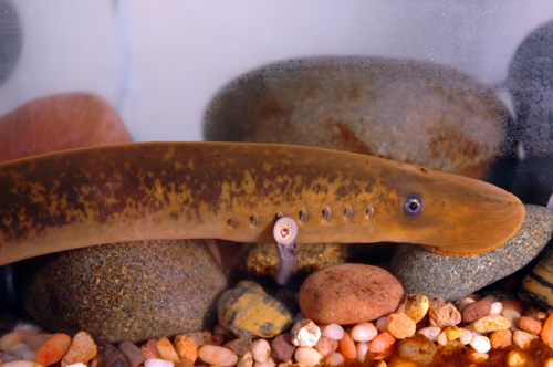 Sea lamprey in natural habitat 