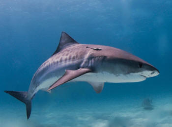 Tiger Shark - Predator of Whitetip Reef Sharks