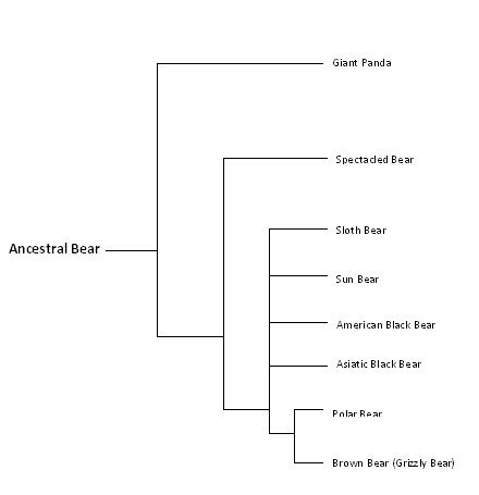 Sloth Classification Chart