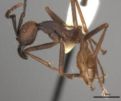 Army Ant (Eciton burchellii foreli)