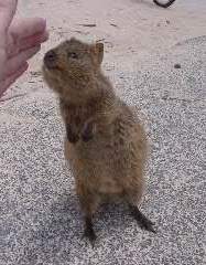 Image used with permission 11/24/2013. Image located at http://commons.wikimedia.org/wiki/File:Quokka1.jpg