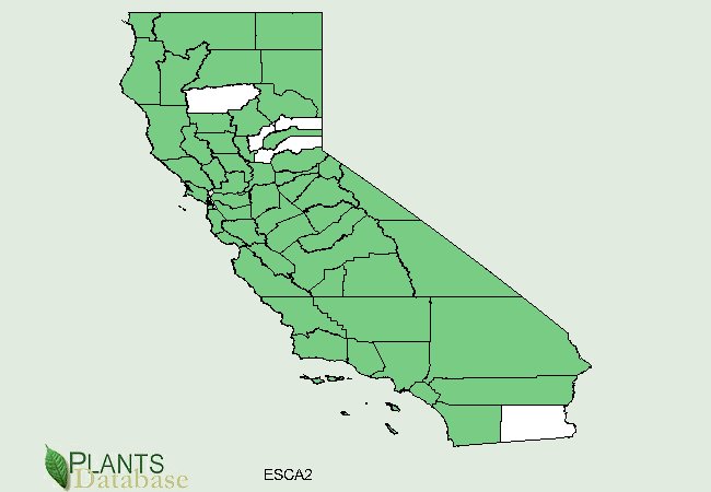 Photo courtesy of U. S. Department of Agriculture located at http://plants.usda.gov/java/county?state_name=California&statefips=06&symbol=ESCA2