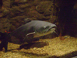 picture of a blue catfish