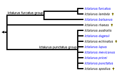 Phylogenetic Tree for Catfish