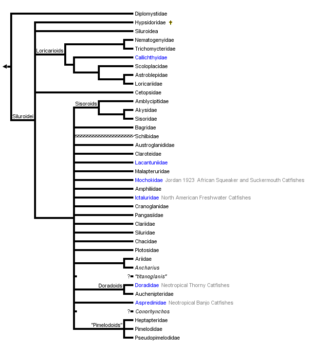 phylogenetic tree for every family of catfish