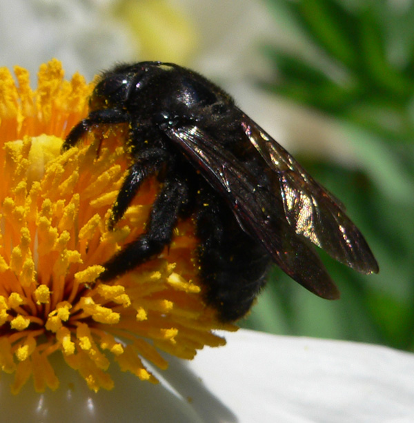 Female Carpenter Bee on top of a flower. Picture is used with permission from Wikipedia Commons.