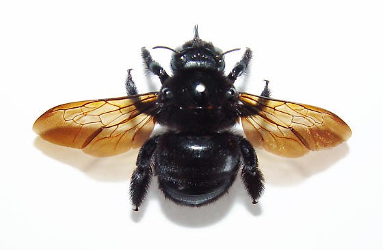Picture of a female Carpenter Bee used with permission courtesy of Robyn Judith Waayers. 