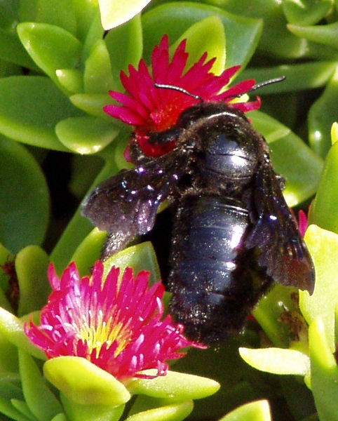 Picture of a female Carpenter Bee visiting a flower. Used with permission from http://en.wikipedia.org/wiki/File:Xylocopa_violacea_in_Sardinia,_Italy.jpg 