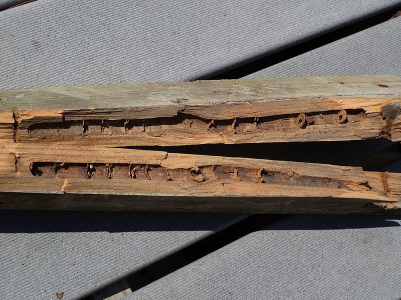  Example of wood tunnels drilled by Carpenter Bees. Used with permission from Wikipedia Commons.