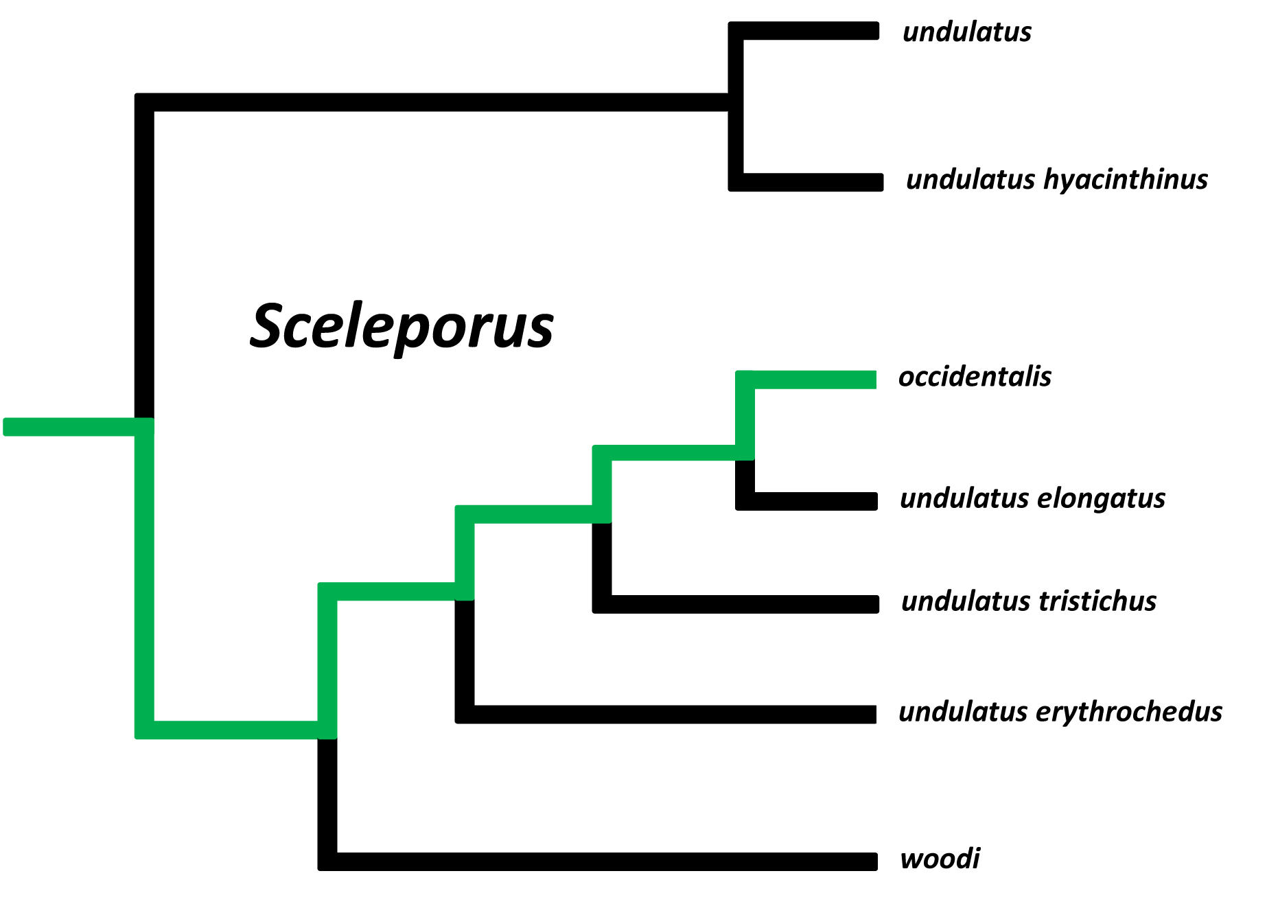 Phylogenetic tree showing the related organisma within Sceloporus 