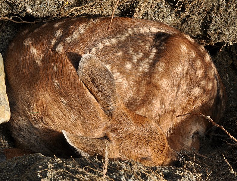 Black Tailed Deer Fawn