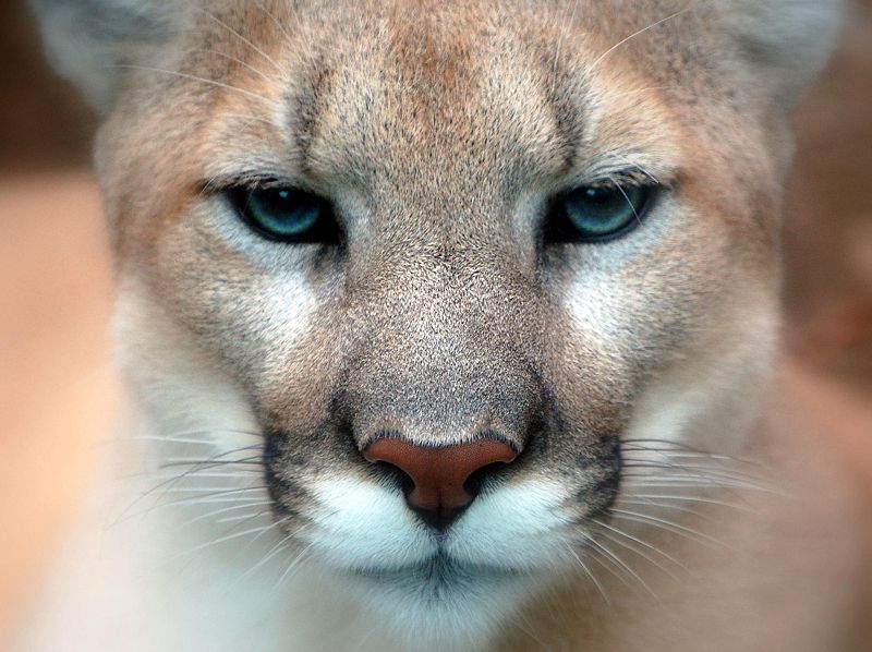 A Cougar, predator of the Columbian black tailed deer.