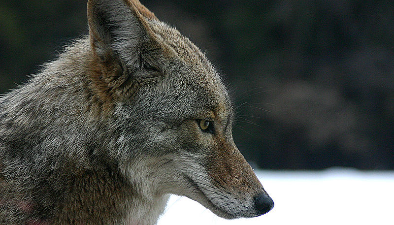 A Coyote, predator of the Columbian black tailed deer.