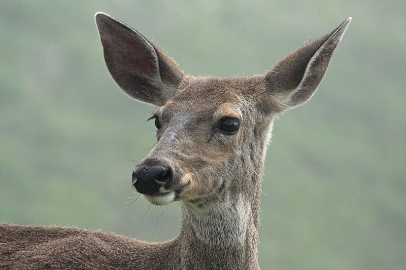 A female Columbian black tailed deer proudly showing the white marking on her throat.