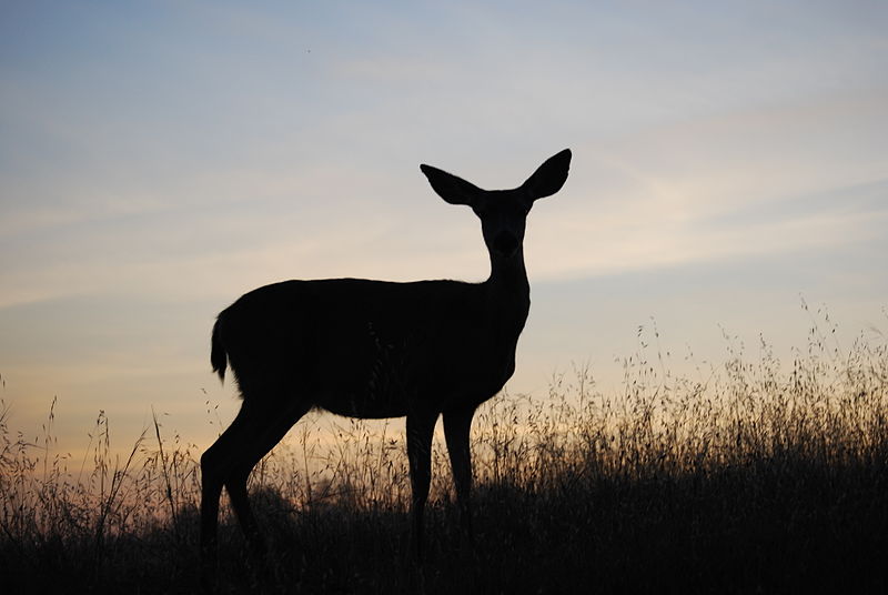 A female Columbian black tailed deer silhouetted in the morning sun.