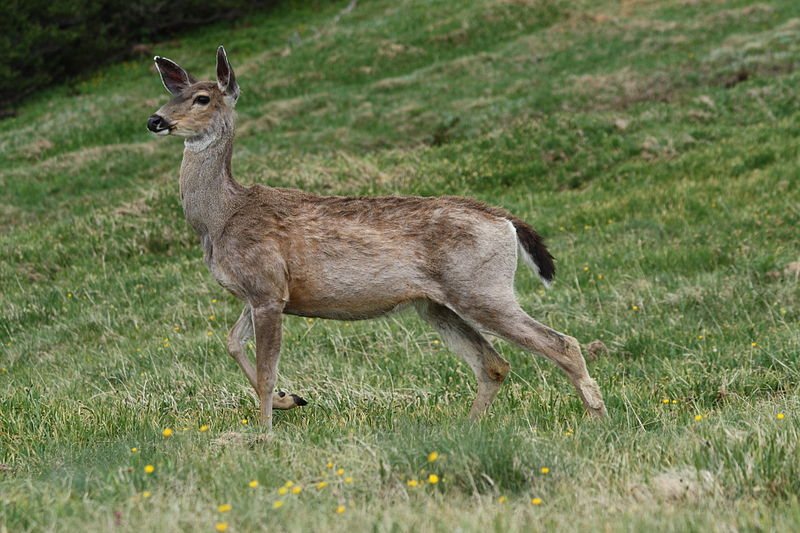 A female Columbian black tailed deer on the lookout for predators