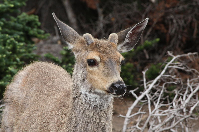  A male Columbian black tailed deer with newly grown velvet antlers. 
