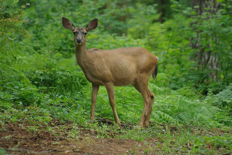 Female Black tailed deer standing in the woods.