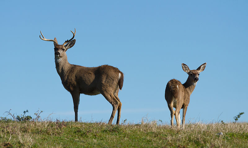 A male (left) and female (right) Columbian black tailed deer.