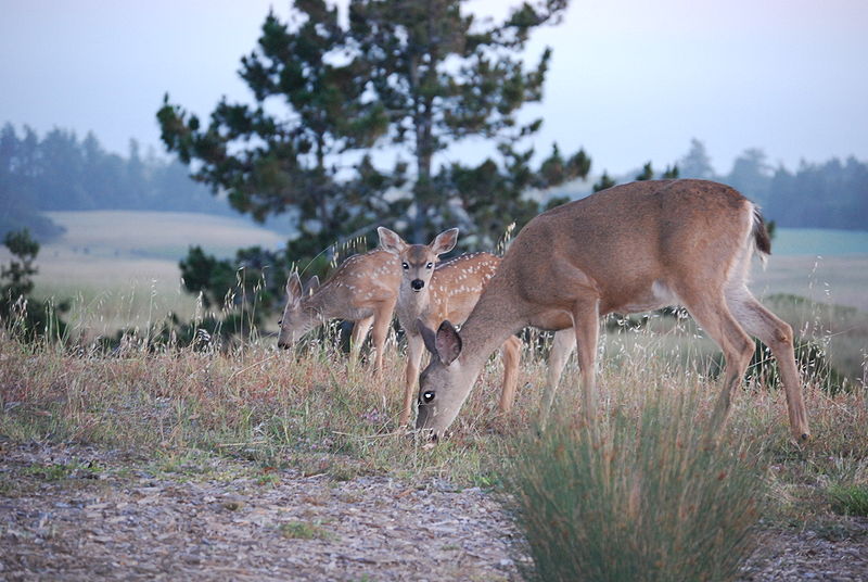 A mother Columbian black tailed deer with her twin fawns.