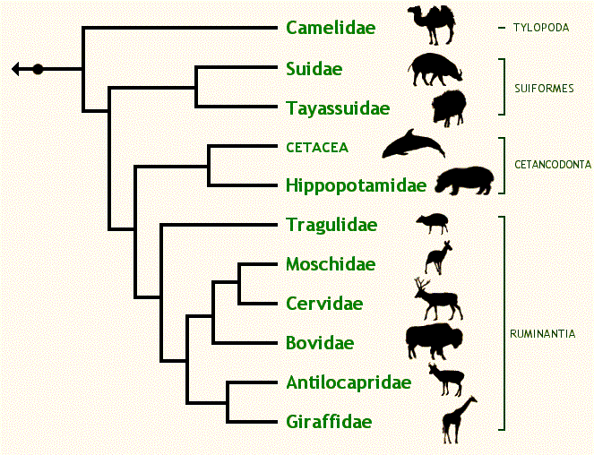 Deer Classification Chart