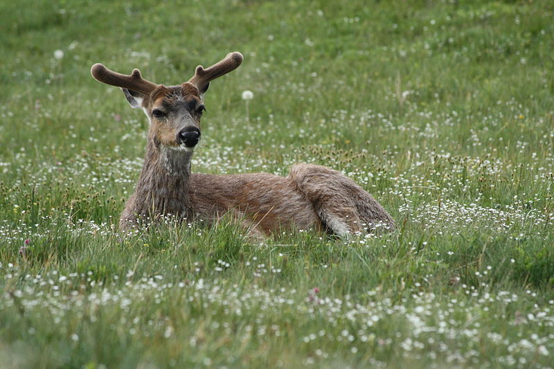A young male black tailed deer with velvet antlers.