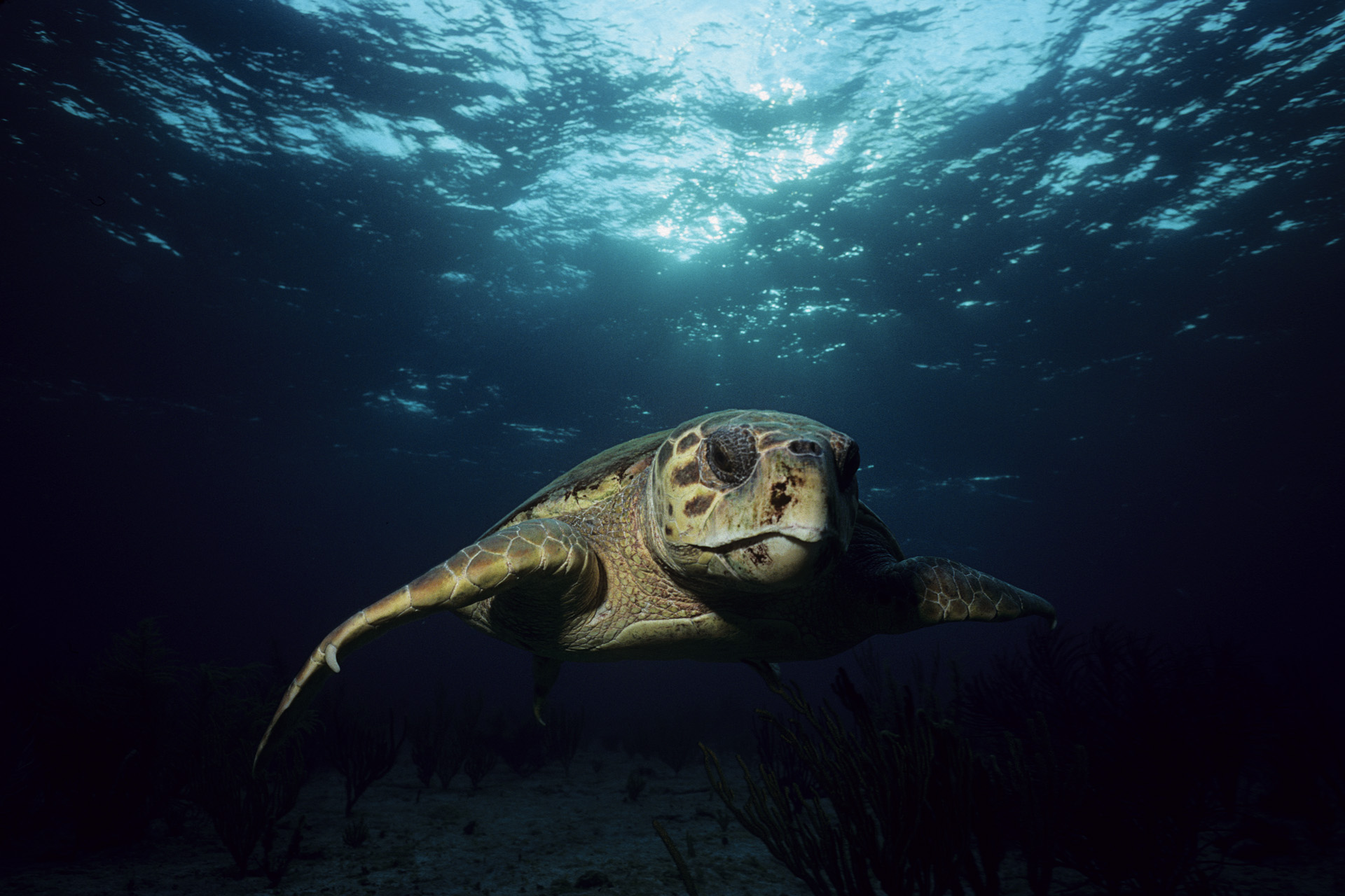 Loggerhead sea turtle swimming in the sea