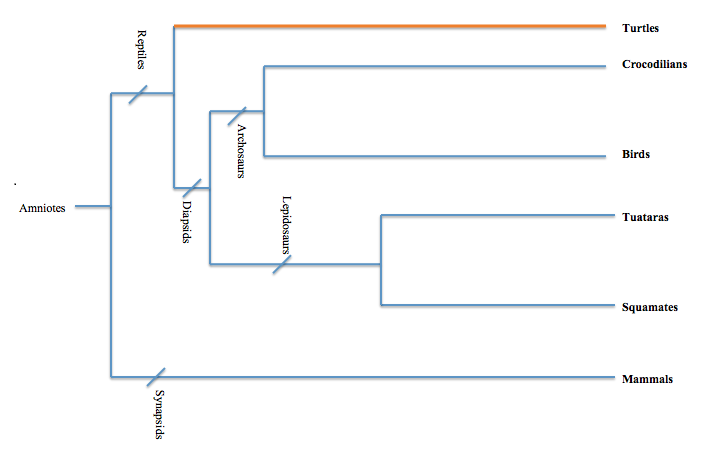 Phylogenetic tree of Amniotes