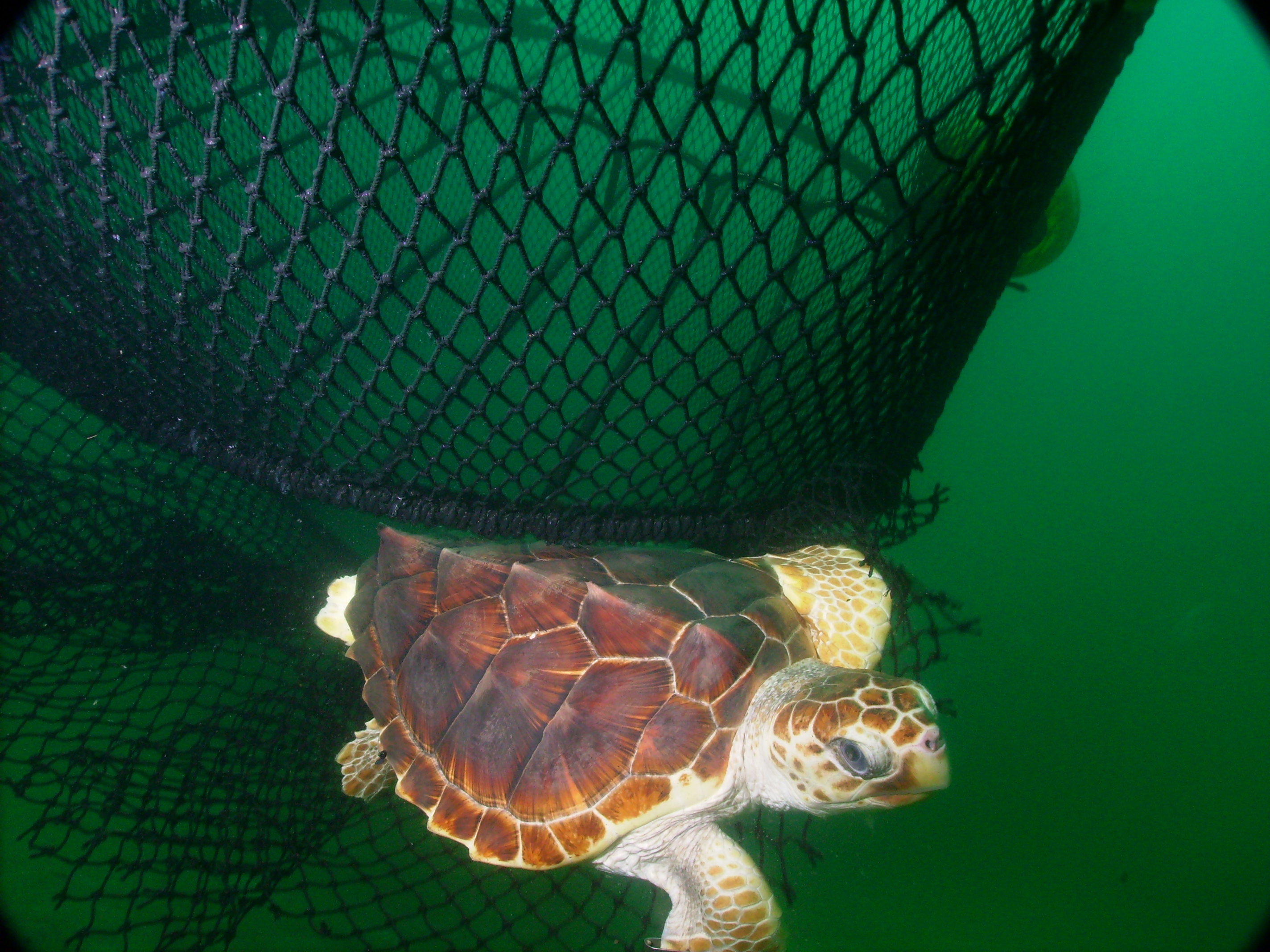 Loggerhead sea turtle escaping a net