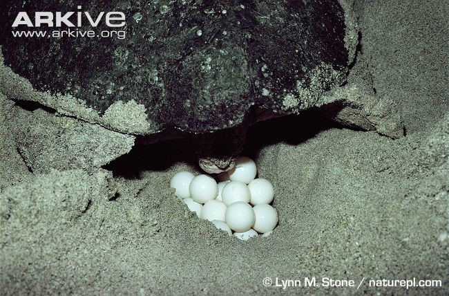 Loggerhead Sea Turtle laying eggs