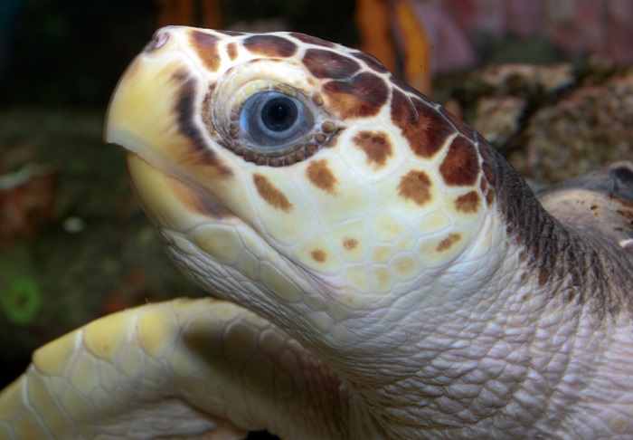 Close up of loggerhead sea turtle head