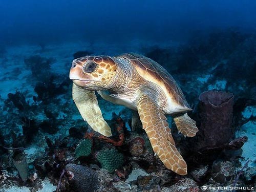 Loggerhead Sea Turtle floating in water