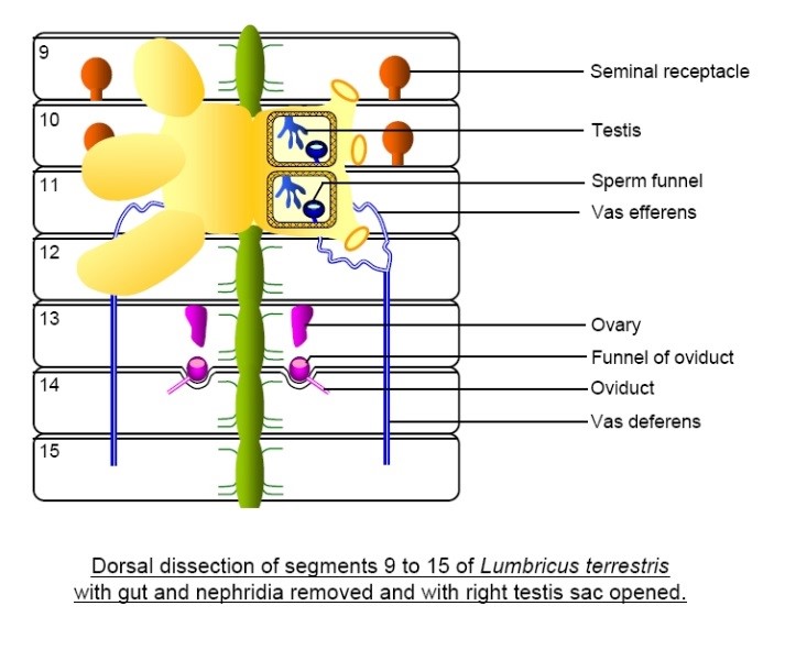 Figure 1:This above figure shows a few of the sexual organs mentioned in the above paragraph. This numbers match up with segment number given in the book Biology of earth Worms by J. Daz Cosn. 