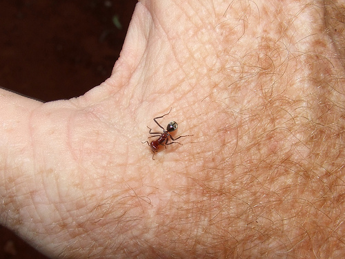 Meat Ant on Human Hand