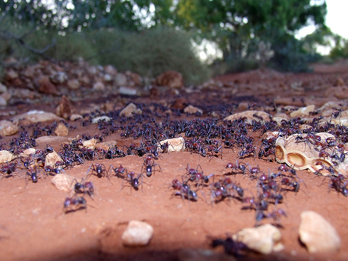 Meat Ant colony