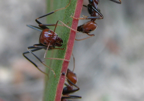 Meat Ant on Leaf