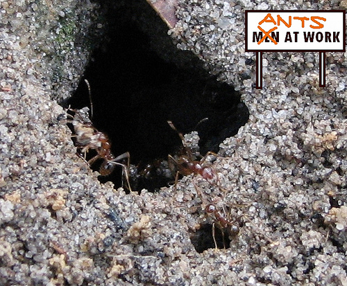 Meat Ants at Work