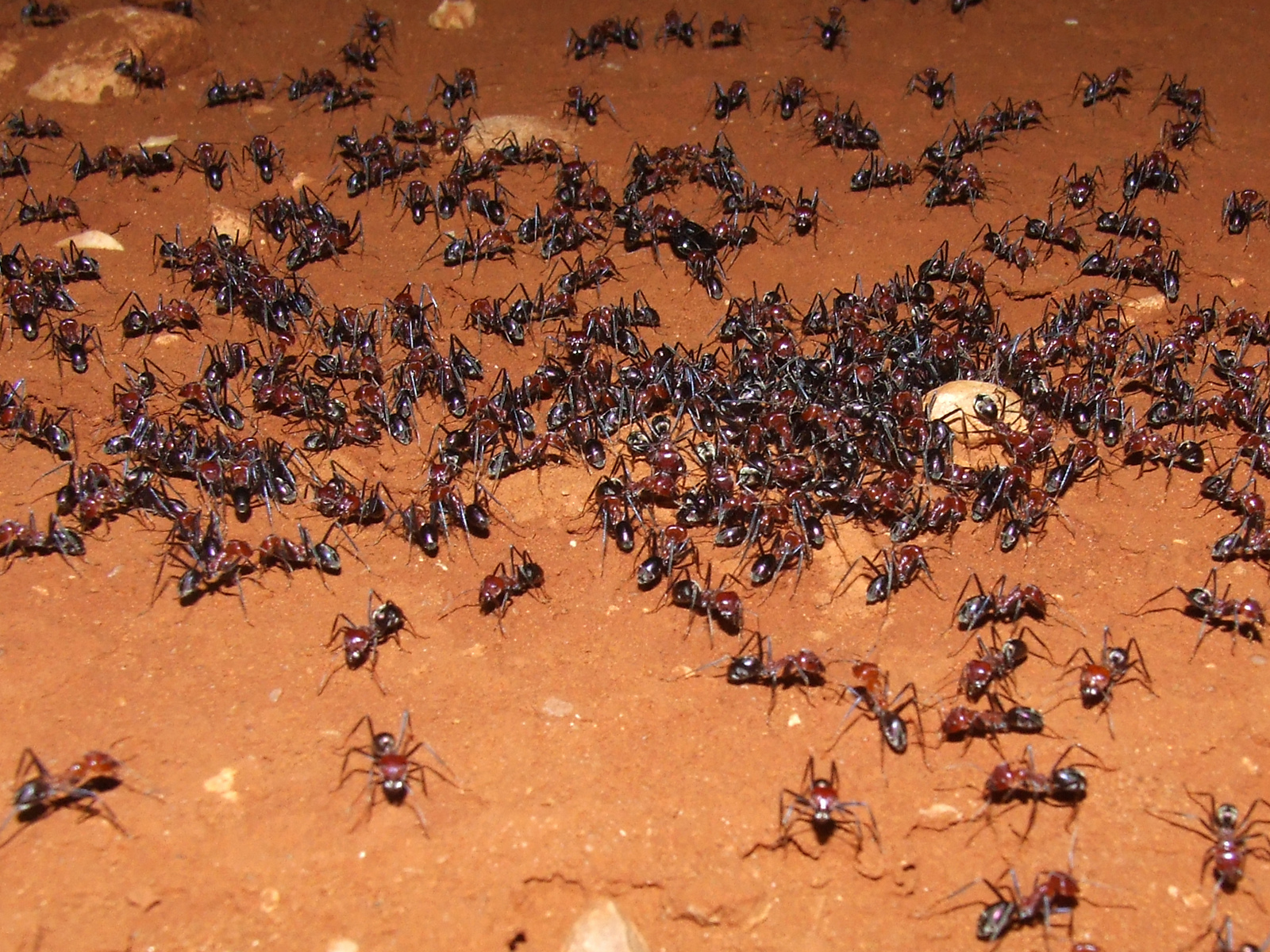 Meat Ant Colony