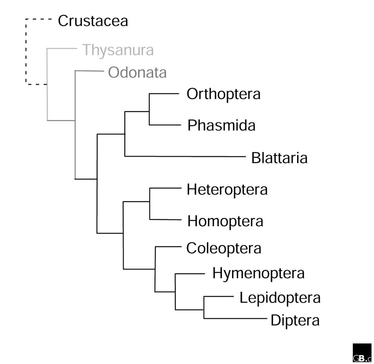 Phylogenetic Tree, focusing on Hymenoptera Order