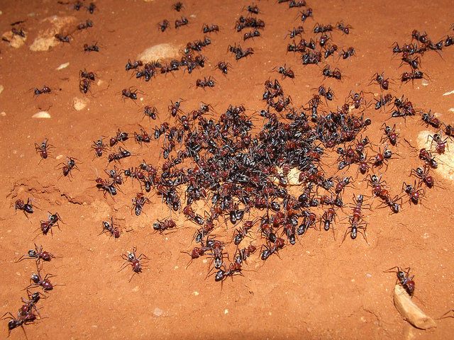 Meat Ant in natural habitat