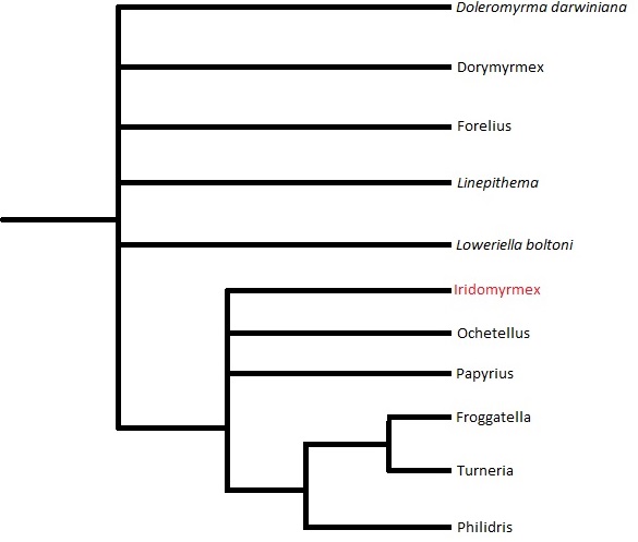 Phylogenetic Tree focusing on Genus: Iridomyrmex