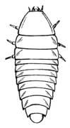 line drawing of a larva beetle
