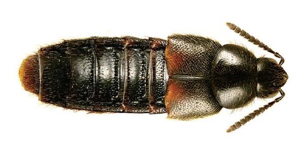picture of a rove beetle