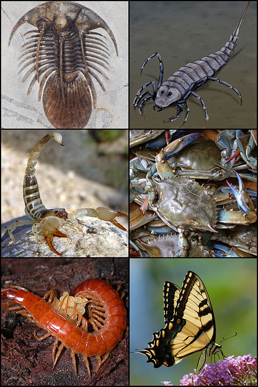 Picture of various Arthropoda species