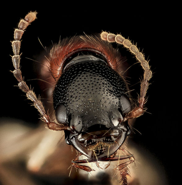 Picture of a rove beetle