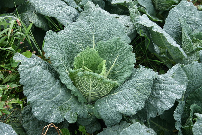 Green leafy cabbage